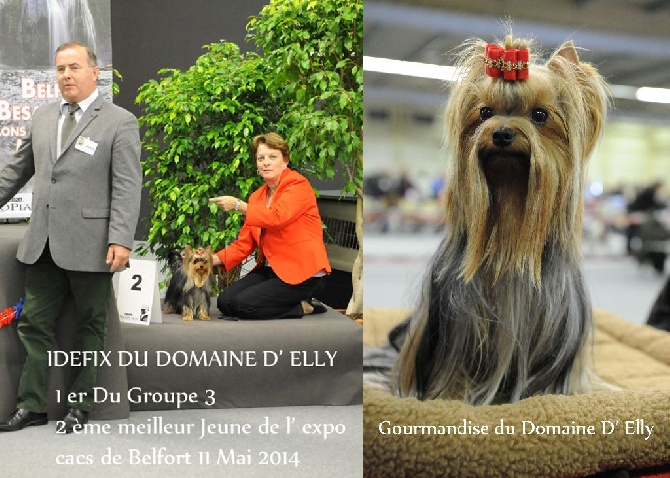 Du Domaine D'elly - EXPOSITION CACS DE BELFORT 11 MAI 2014