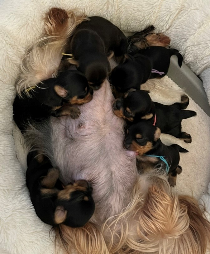 Du Domaine D'elly - Yorkshire Terrier - Portée née le 18/01/2026