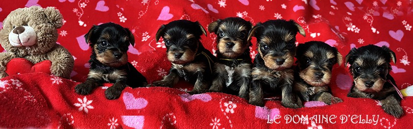 Chiot Yorkshire Terrier Du Domaine D'elly