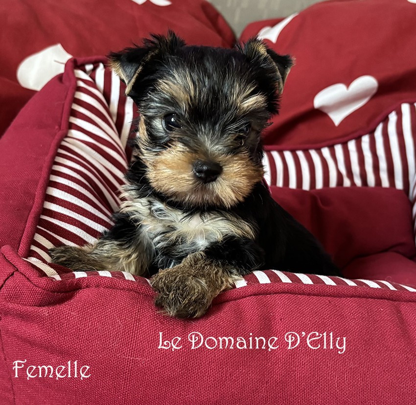 Du Domaine D'elly - Chiots disponibles - Yorkshire Terrier