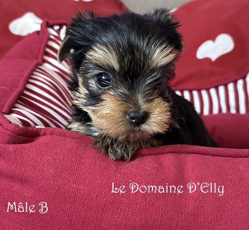 Du Domaine D'elly - Chiots disponibles - Yorkshire Terrier